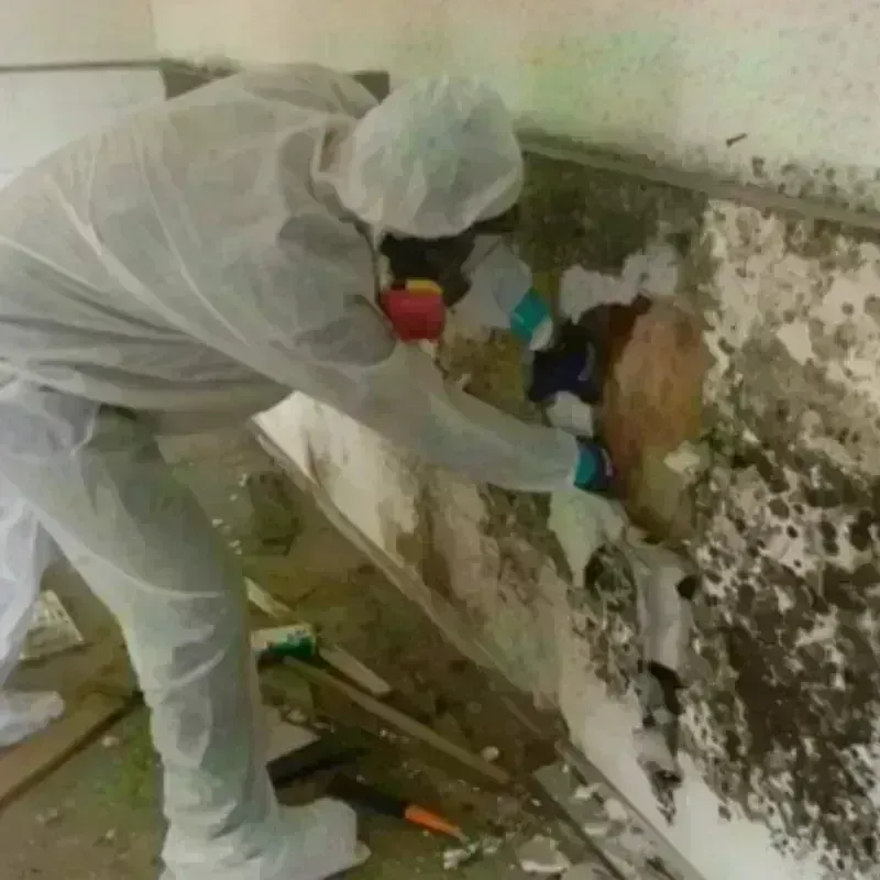 Mold Remediation and Removal in Snowflake, AZ